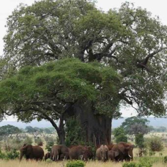 grote baobab boom met veel blad met daaronder een grote groep olifanten tarangire tanzania