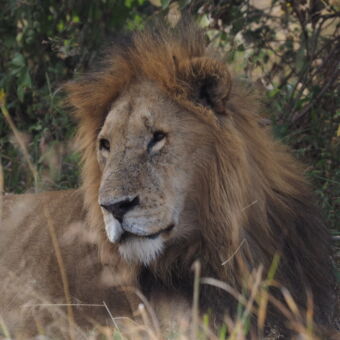 peinzende mannetjesleeuw met donkere manen