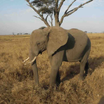 stilstaande olifant op de serengeti bij een acacia tijdens een prive safari