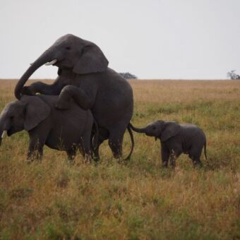 parende olifanten met een kleintje die met zijn slurfje ook mee doet tanzania