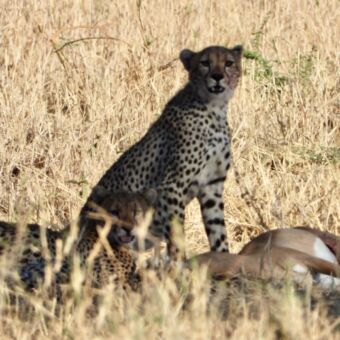 cheetah met een kill