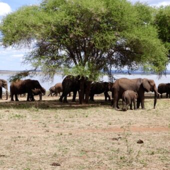 Kuddes olifanten onder de boom in Tarangire