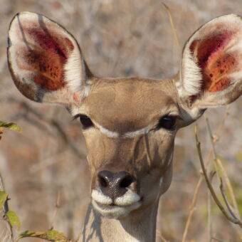 close-up van een koedoe in ruaha national park tanzania