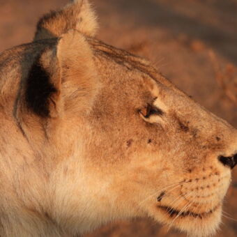 leeuw in ruaha national park