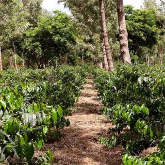 koffieplantage in tanzania