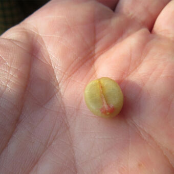 nog niet gebrande koffieboon in een hand