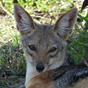 closup van de kop van een jakhals die je rechtaankijkt