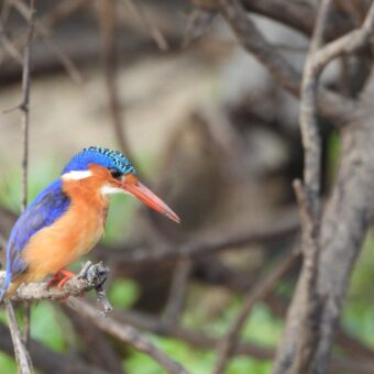 Mooie gekleurde kingfisher zittend op een tak. De lange rode snavel en oranje gekleurde borst en blauwe rug
