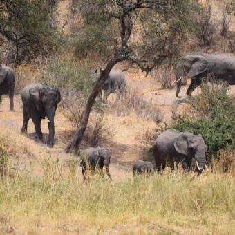 Groep met olifanten in Tarangire