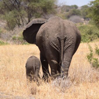 moeder olifant met kleintje die weglopen