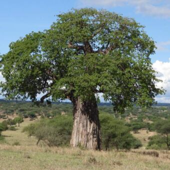baobab-boom-in-blad-in-tarangire