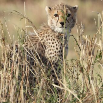 kleine pluizige cheeta die je aankijkt en in het gras zit van de serengeti