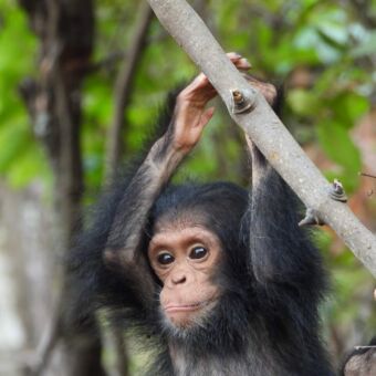 kleine chimpansee die hangt aan een tak en voor zich uit kijkt