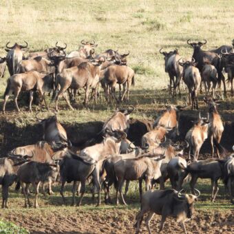 Dichtbij een grote groep gnoes op de serenget