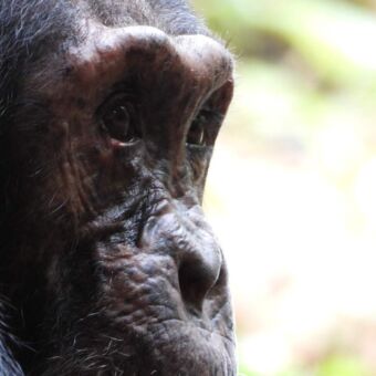peinzend gezicht van een chimpansee