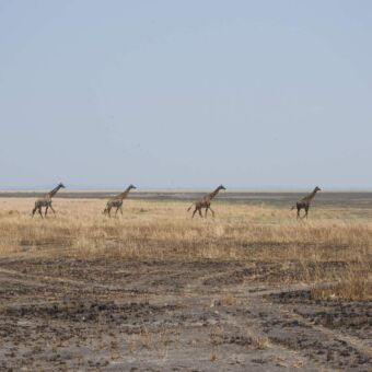 vier giraffes op een rijtje lopend door het gele gras op de vlaktes van Katavi