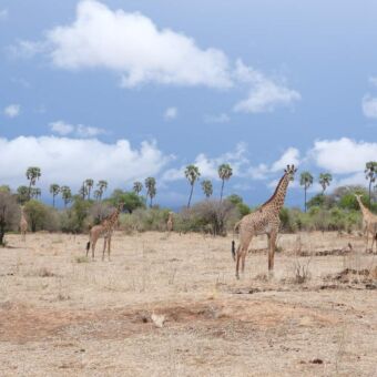 Meerdere giraffes met daarachter palmbomen in Ruaha National Park