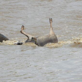 Dode gnoe met poten in de lucht drijvend in de mara rivier