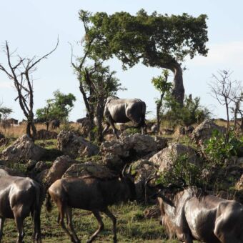 gnoes van dichtbij met glanzende huiden tussen de rotsblokken en op de achtergornd een boom