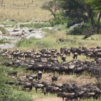 grote kudde gnoes in een groen landschap van de serengeti met op de achtergornd bomen, rotsblokken en water