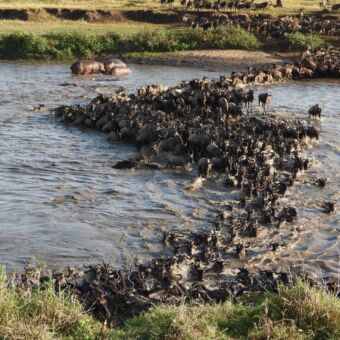 Hele grote groep gnoes die de Mara rivier oversteken en links in het water een nijlpaard die staat toe te kijken