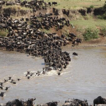 grote-sliert-gnoes-die-de-mara-rivier-oversteken