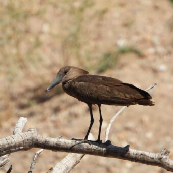 grijze vogel zittend op een steen