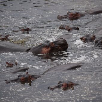 grote groep hippo's in het water