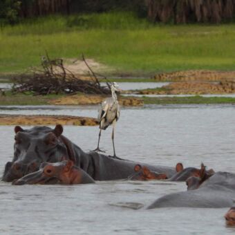 rivier met hippo's en krokodillen op de achtergrond. op de rug van een van de hippos staat een reiger