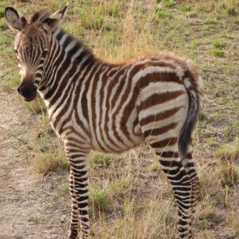 Jonge zebra die je aankijkt in Ndutu Tanzania