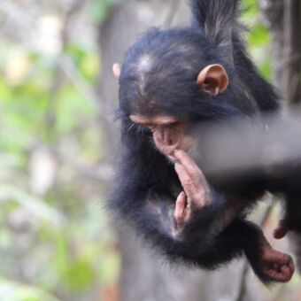 kleine chimpansee hangend aan een tak en met de andere hand een vinger in z'nnus
