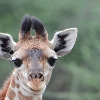 Jonge giraffe kop met grappige harige pluimige hoorntjes je aankijkend met zijn zwarte ogen