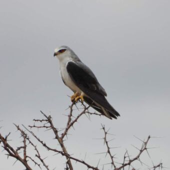 roofvogel met gele klauwen donker vleugels en een witte huid en zwarte snavel zittend in de top van accacia boom vol met stekels.