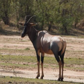Topi met zijn mooie rood bruine kleur in de Serengeti