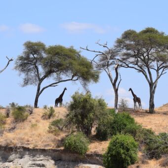 twee giraffes tussen de bomen