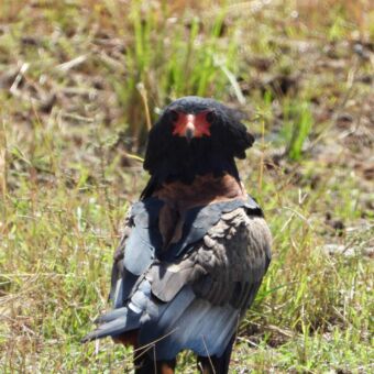 een zwarte vogel die je aankijkt. Zijn kop is rood en hij staat in het gras bij lake Manyara