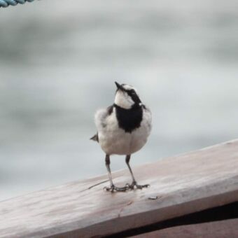 kleine zwarte witte vogel zittend op de rand van een boot omhoog kijkend