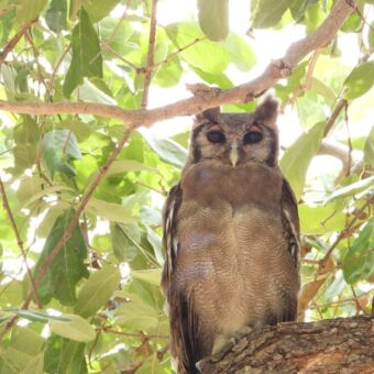 bruine uil met roze oogwimper en zwarte ogen zittend op een tak ons recht aankijkend