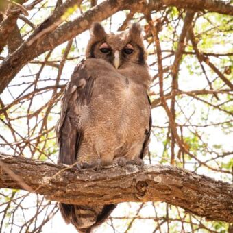 grote uit zittend op een tak je aankijkend en opvallende roze oogleden