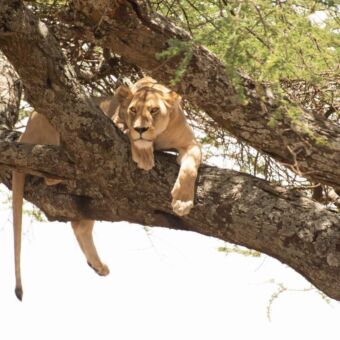 leeuwin in de boom liggend op een tak en ze kijkt je aan serengeti