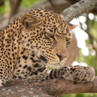 close up van de kop van een luipaard met de ogen half open en liggend op een tak