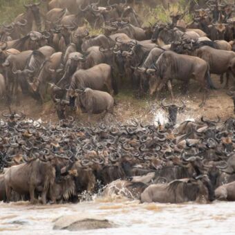 grote gnoes tijdens een oversteek op de mara rivier in de serengeti