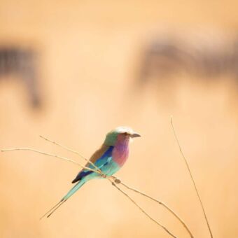 Lilac breasted Roller zittend op klein dun takje midden op de serengeti Tanzania vogelreis