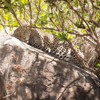 luipaard slapend en lang uit liggend op een rots in de schaduw op de serengeti