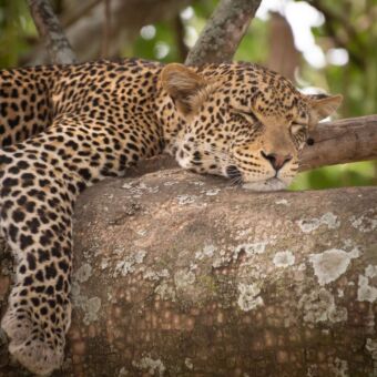 luipaard met zijn kop op een tak heerlijk slapend serengeti