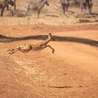 Impala springend in de lucht op een weg in de serengeti