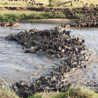 grote crossing van tienduizenden wildebeast over de mara rivier in een grote sliert en verstoorde hippo's die uit het water komen serengeti