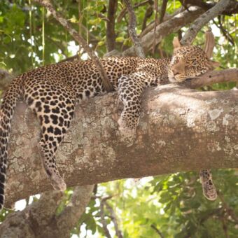 slapende luipaard in de serengeti liggend op een tak