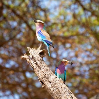 Twee Lilac breasted Rollers zittend op een boomtak. Waarbij een insect in zijn snavel heeft. Vogels spotten Tanzania