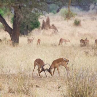 twee-mannetjes-gazellen-vechten-met-gazelles-op-de-achtergrond